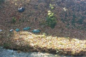 REVOLTATOR! Angajaţi Rosal, prinşi de Poliţia Locală când aruncau deşeuri în pârâul Dâmbu