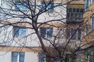 Primim la redacţie: Direcţia Spaţii Verzi de la Primăria Bistriţa ar trebui să se numească Drujba