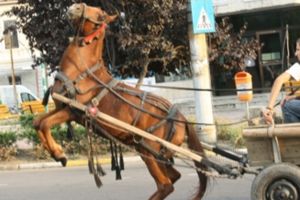 Căruţaş rănit grav după ce calul său s-a speriat de un tractor