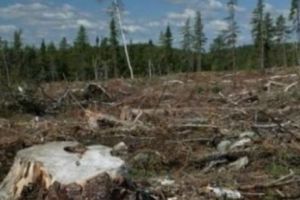 RĂZBOIUL MANIPULĂRII din spatele DEFRIȘĂRILOR MASIVE din România