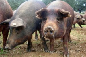 Se apropie Ignatul – Cât mai costă un porc de tăiat la Sibiu
