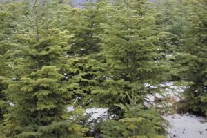 Romsilva a stabilit câţi brazi taie şi scoate la vânzare pentru Crăciun