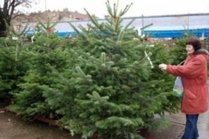 Ultima găselniţă a comercianţilor, de Crăciun! O OFERTĂ de NEREFUZAT pentru români. Cum se vând BRAZII, anul acesta