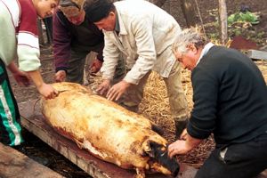 Porc domestic din Sălaşu de Sus depistat cu trichineloză