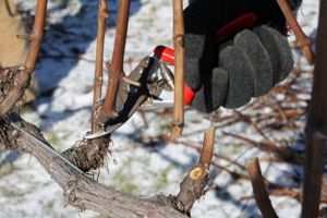 Tăierile tehnologice la vie