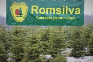 PESTE 65.000 DE POMI DE CRĂCIUN OFERIȚI LA VÂNZARE DE ROMSILVA