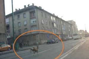 Braşovul invadat de animale sălbatice. Și o căprioară pe străzile oraşului