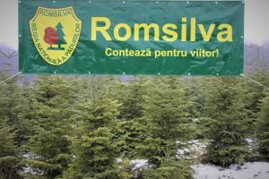 Romsilva oferă spre vânzare peste 65.000 de pomi de Crăciun