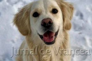 EXCLUSIV: Marian Oprişan numără zilele până când va avea un superb câine labrador, dresat de Gabriel Cocu