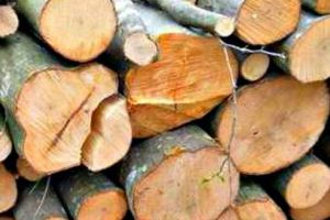 Transporturi de lemne cu nereguli descoperite de poliţişti