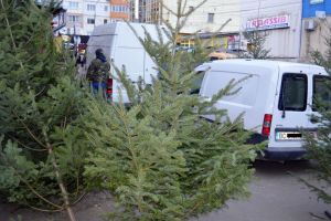 Ce trebuie să ştim despre comercializarea pomilor de iarnă