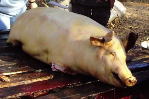 Recomandarile DSVSA Prahova: De unde cumparam carne de porc si ce documente trebuie sa detina cei care sacrifica animale in gospodarie