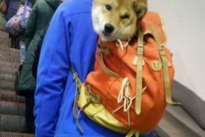 Ce fac ruşii la metrou? NIMIC NORMAL, asta-i clar. Imagini care te lasă marcat PE VIAŢĂ. Foto 