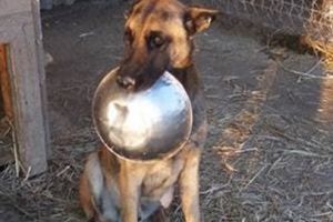 Moş Nicolae a uitat de căţeii de la Sântuhalm. Nu-l lăsaţi pe Moş Crăciun să păţească la fel