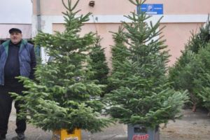 Cât costă bradul de Crăciun?