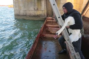 Lebădă salvată de voluntarii Centrului Regional de Ecologie Bacău