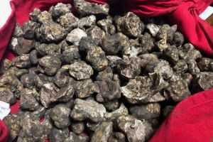 Zeci de kilograme de trufe şi afine, confiscate de poliţişti