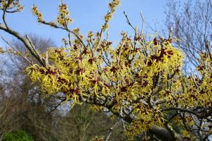 Nucul vrăjitoarelor (Hamamelis virginiana) – beneficii şi proprietăţi
