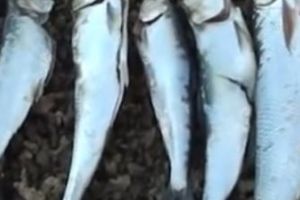 Scrumbia de Dunare afumata, al cincilea produs alimentar romanesc protejat la nivel european