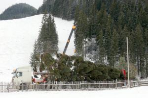 Pomul de Crăciun din capitala Republicii Moldova, oferit de Direcţia Silvică Suceava