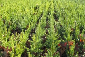 Peste 65.000 de pomi de Crăciun, oferiţi la vânzare de Romsilva