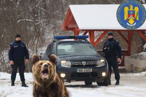 Recomandările jandarmilor băcăuani pentru evitarea animalelor sălbatice
