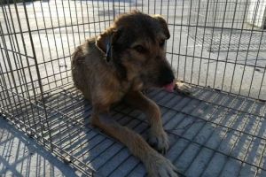 Costuri ilegale impuse proprietarilor de caini, anulate de instanta