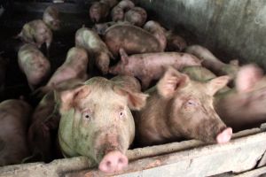 Pesta porcină – Avem aproape 300 de localităţi afectate şi peste 1.000 de focare