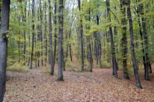 Denes: Suprafata totala de padure este de 7 milioane de ha, din care terenuri acoperite cu arbori 6,9 milioane de ha