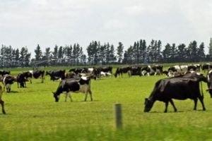 Vacile pasc în aceeaşi direcţie. Știţi de ce?