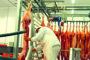 Se apropie Crăciunul! Mai puţine animale din cauza pestei porcine africane, mai multe măsuri de supraveghere sanitar-veterinară