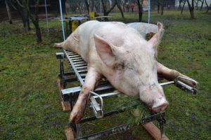 În ce condiţii se pot vinde porcii pentru Crăciun. Ce avem voie să facem cu preparatele