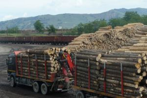 Garda Forestieră Braşov a amendat compania Holzindustrie Schweighofer şi a dispus confiscare a sute de metri cub de lemn