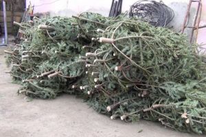 Pomi de Crăciun, confiscaţi de poliţiştii suceveni