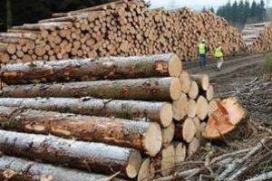 Fabrică de prelucrare a lemnului, amendată pentru deţinerea de buşteni fără acte de provenienţă