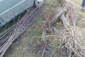 Probleme pentru producătorii de material săditor pomicol, din cauza secetei