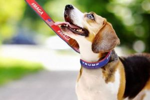 POVESTEA care a EMOȚIONAT o lume ÎNTREAGĂ. Devotamentul ABOSLUT a lui Hachiko de CALIFORNIA