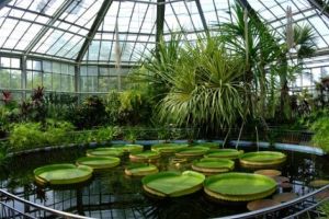 VISUL PĂRINTELUI „SIMFONIEI”: GRĂDINĂ BOTANICĂ în PITEŞTIUL LALELOR