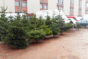 Brazi de Crăciun şi preţuri de sărbătoare, în piaţă, la Timişoara