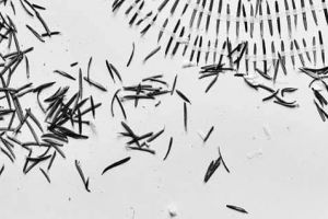 Încep „Jocurile de iarnă“ la Camera K’arte