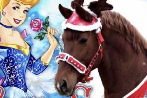 Moş Crăciun vine pentru iubitorii de cai