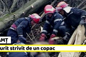 Neamţ: A murit prins între un motofierăstrău şi un copac