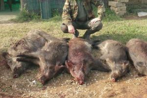 Ialomiţa: Încă un caz de pestă pocină africană în mediul silvatic. Mistreţ – Fondul de vânătoare 11 Sudiţi