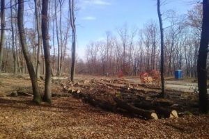 „Viitorul Pădurii Mamut” – Iniţiativa unui grup de albaiulieni şi a unui consilier local de înfiinţare a unui ONG pentru transformarea acesteia în „Pădure Parc”