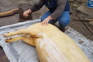 FOTO. S-a dat startul tăierilor de porci. Facebook-ul e plin de poze