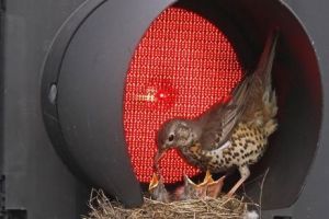 Păsările au pene colorate în funcţie de cum le priveşti