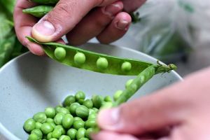 Selecţia de culegători de mazăre pentru  Danemarca, organizată pe 14 decembrie