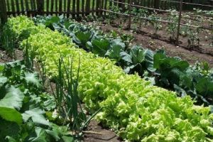 Agricultura pe înţelesul tuturor – Recolte multiple de legume; asocierea culturilor