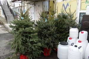 Miros de cetină şi în pieţele băcăuane