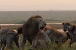 Momentul uluitor in care un leu disperat este incercuit si atacat de 20 de hiene! Finalul este halucinant!